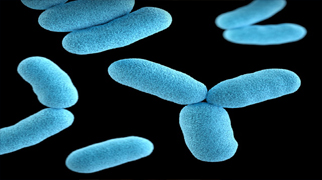 urinary-tract