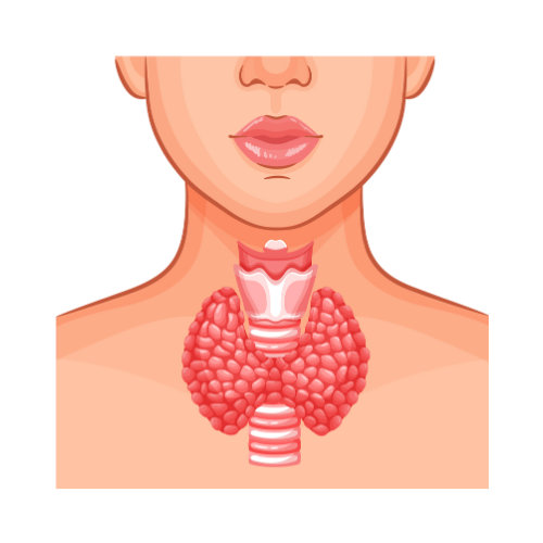 Endocrinology