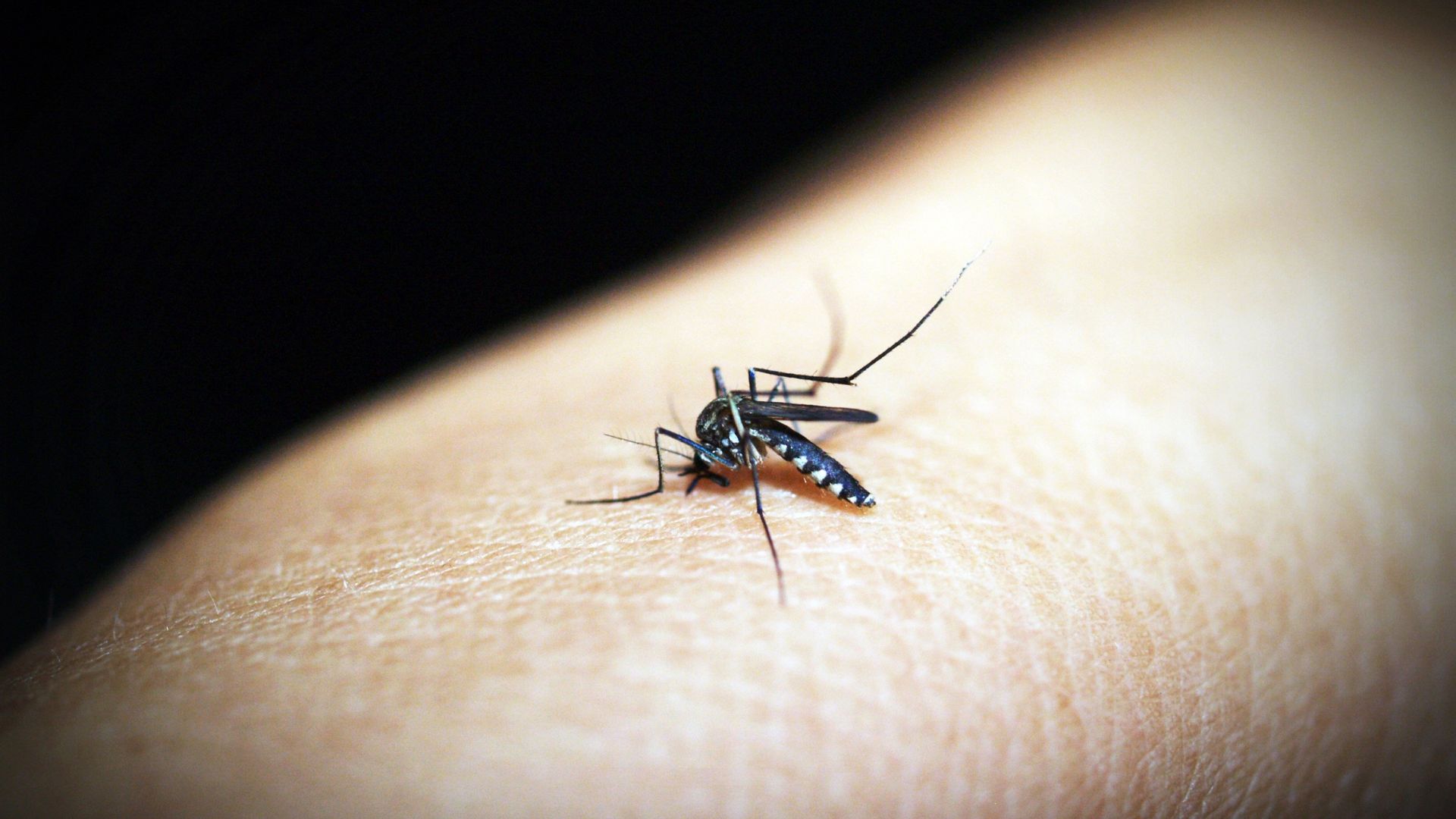 Essential Foods to Eat During Malaria: A Complete Guide