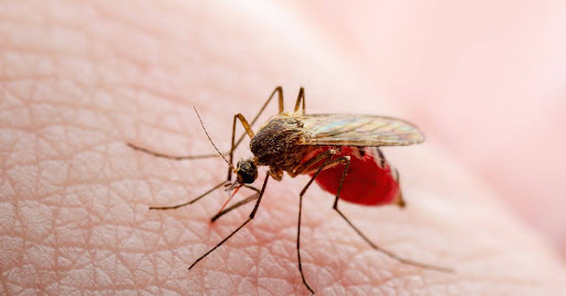 What Are the Stages of Malaria? A Detailed Overview